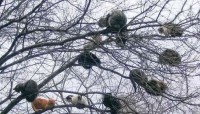/album/animais-e-tudo-mais-/gatos-na-arvores-jpg/